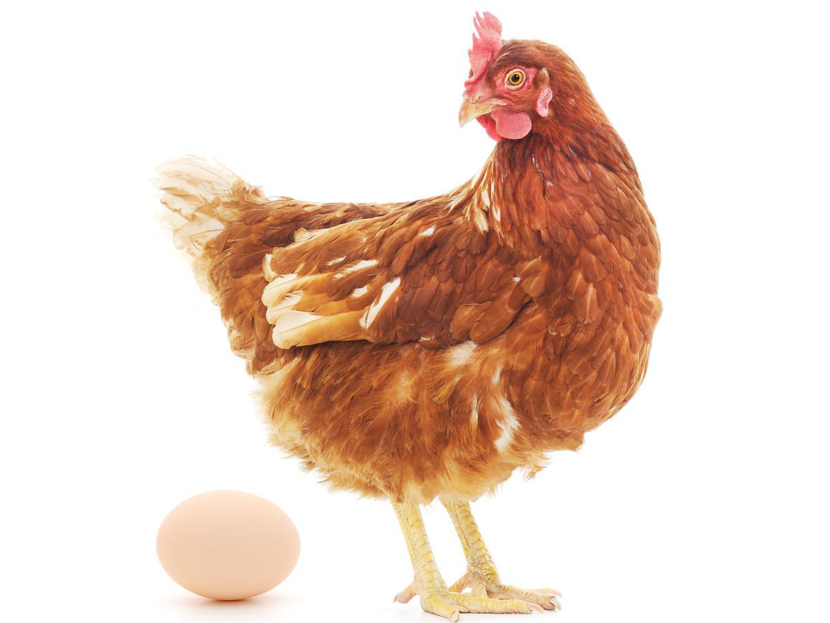 提高母鸡产蛋率的措施
