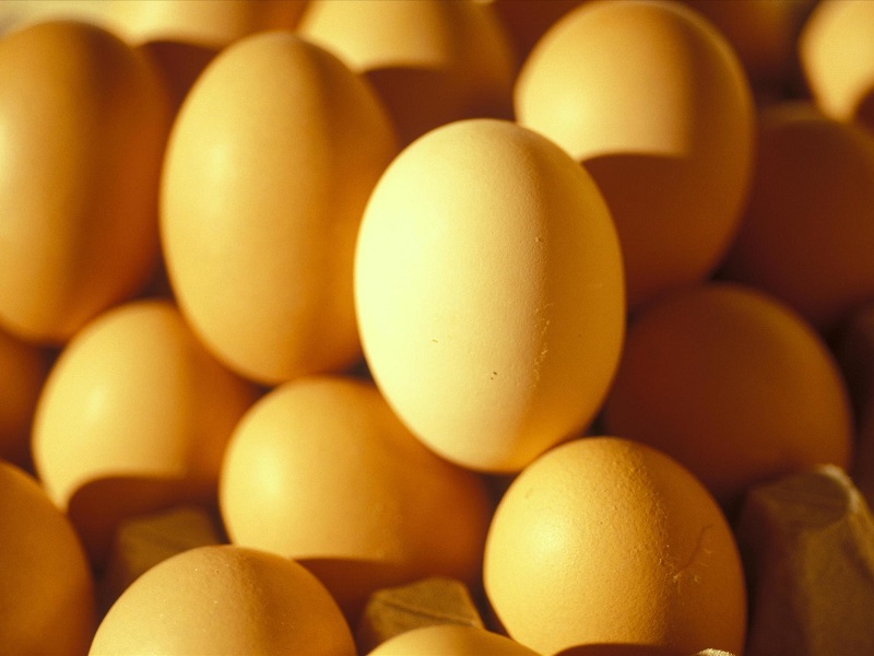 鸡产蛋率下降的原因分析及对策